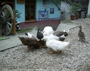 PIC_0118.jpg
