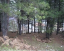 yortan_album_Karabuk_yenice_bagbasicibirlar_0013.jpg